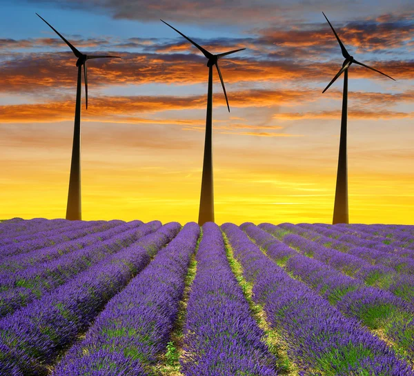 Lavender field with wind turbines