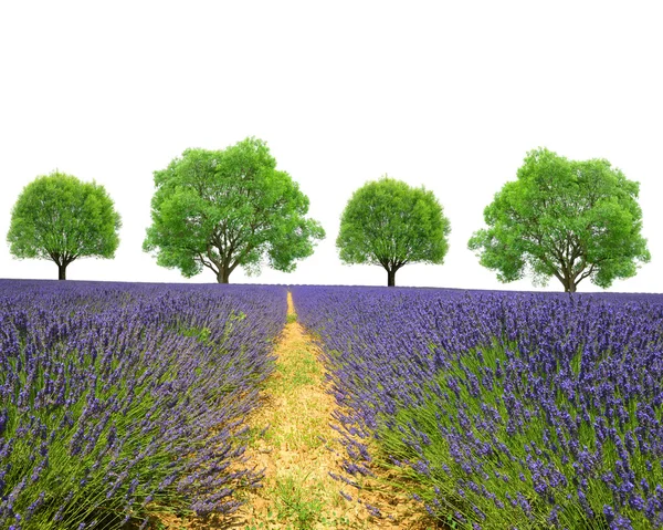 Lavender field with trees