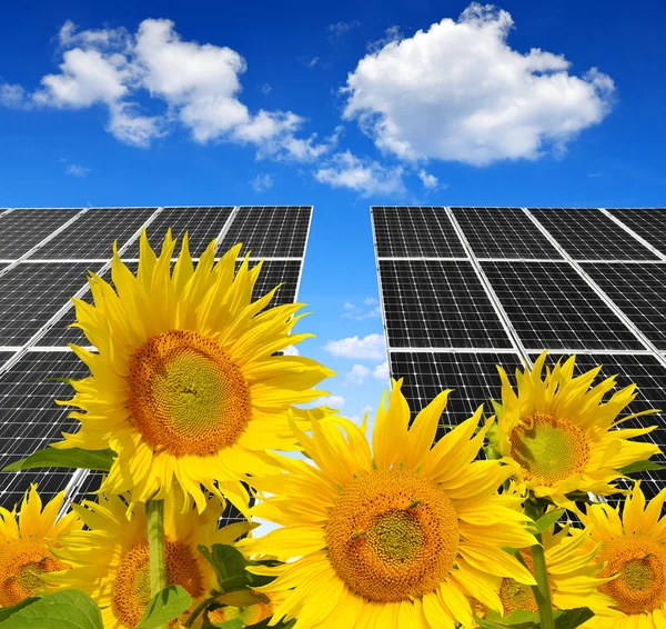 Blooming sunflowers in the background solar panels