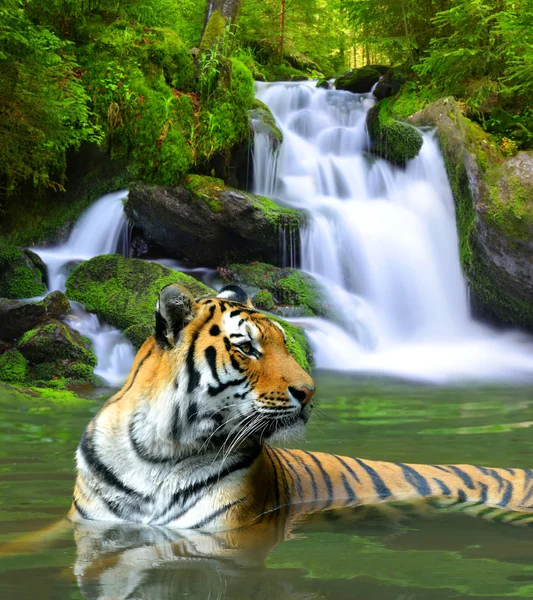Siberian Tiger - Stock Image - Everypixel Siberian Tiger - Stock Image - Everypixel