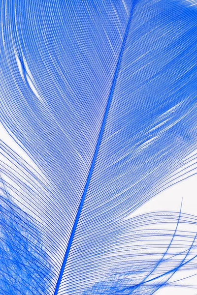 Close-up of a blue feather.