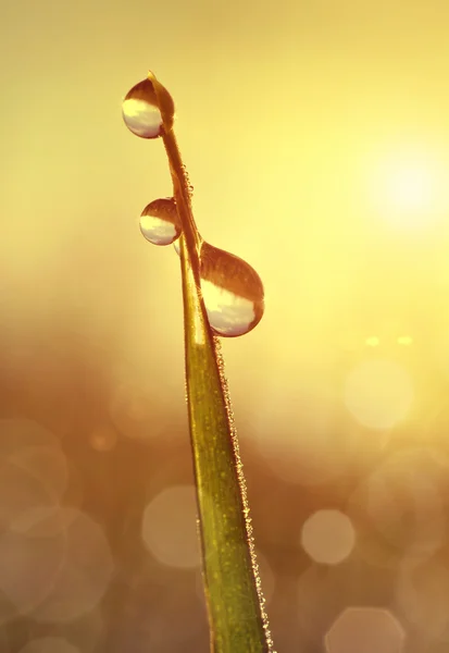 Fresh grass with dew drops at sunrise.