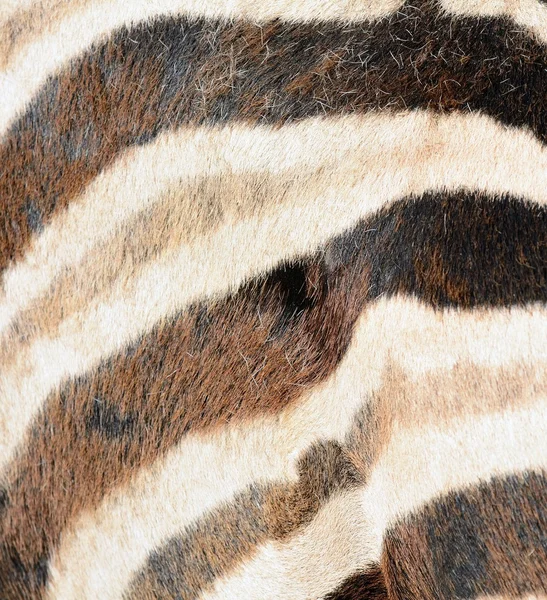 Zebra fur texture