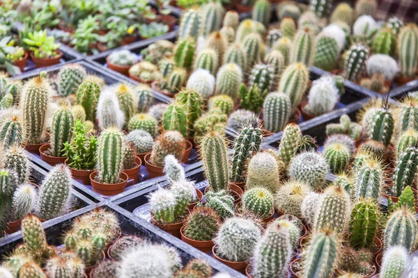 AMSTERDAM, NETHERLANDS on MARCH 27, 2016. Sale of cactuses of various grades in the Flower market. The flower market is one of sights of the city