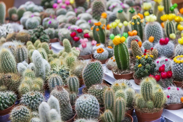 AMSTERDAM, NETHERLANDS on MARCH 27, 2016. Sale of cactuses of various grades in the Flower market. The flower market is one of sights of the city