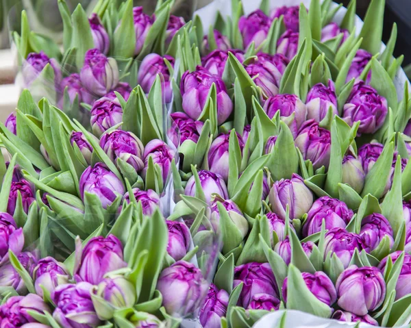 Sale of tulips of various grades in the Flower market. The flower market is one of sights of the city