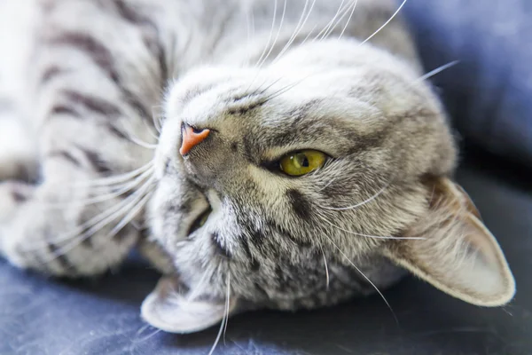 The attractive gray cat seeps on the sofa