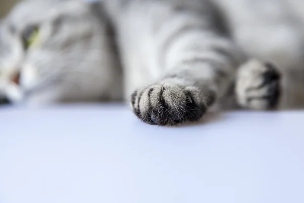 The cat lies on a sofa. Cat\'s paw close up