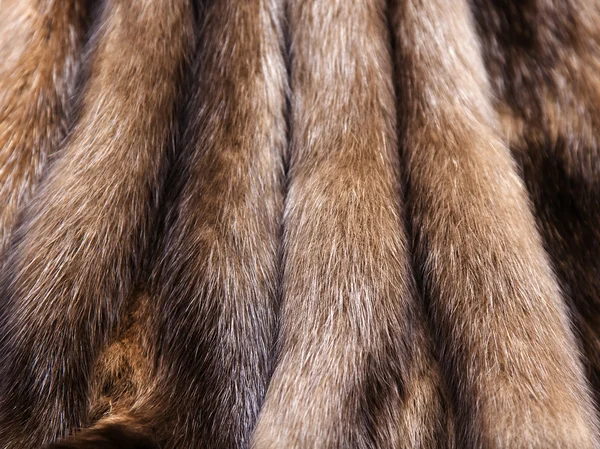 The skins of a sable prepared for tailoring of a product