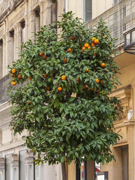 CANNES, FRANCE, on MARCH 12, 2015. Typical city landscape. Tangerine a tree on the city street
