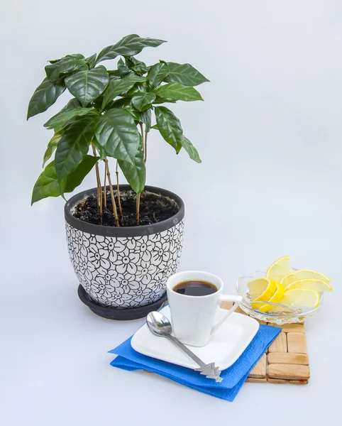 Coffee tree, cup of coffee of espresso and slices of a lemon on a background