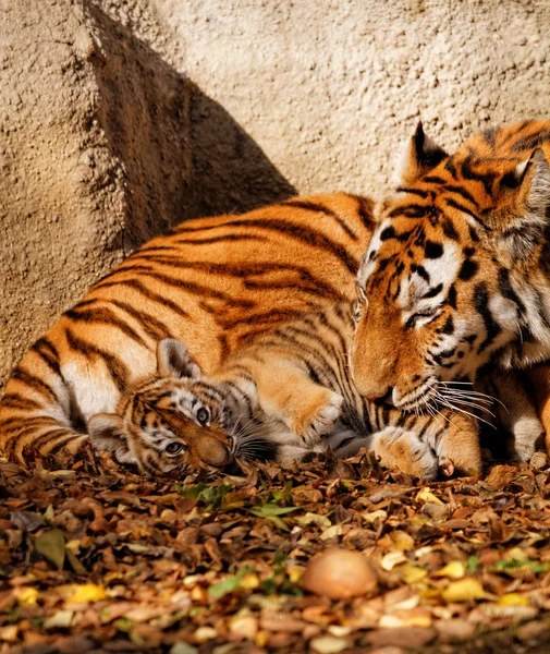 Tiger mum in zoo