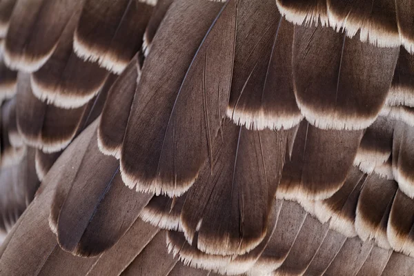 Brown bird feathers