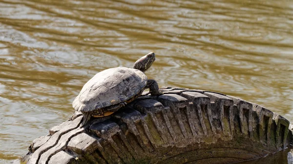 Cute turtle in pond
