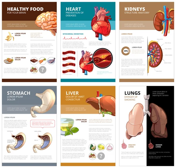 Internal human organs chart diagram infographic. Vector brochure template