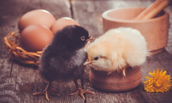 Small chicks with egg on the wooden table
