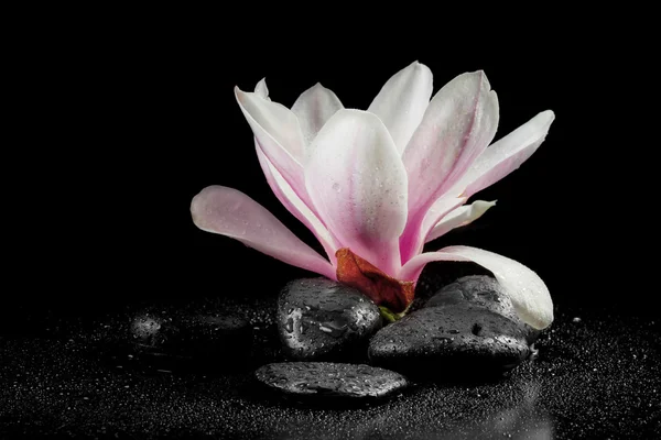 Magnolia flower and zen stones on the black background
