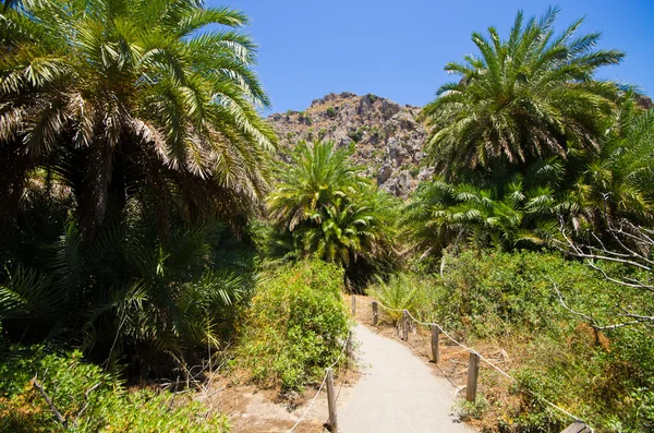 Palm forest Preveli on Crete island, Greece