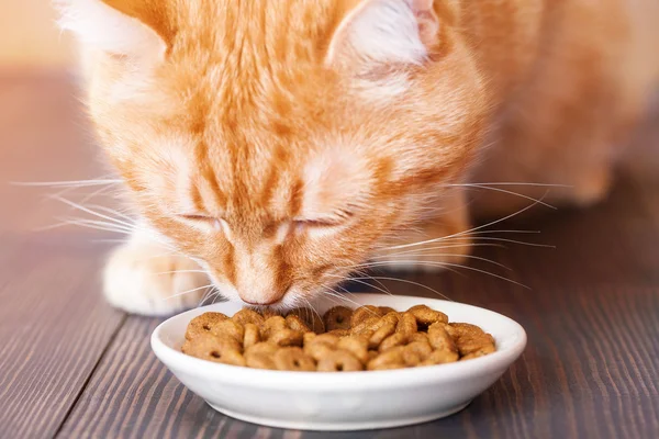 Red cat eating dry food from a plate, sitting on the floor