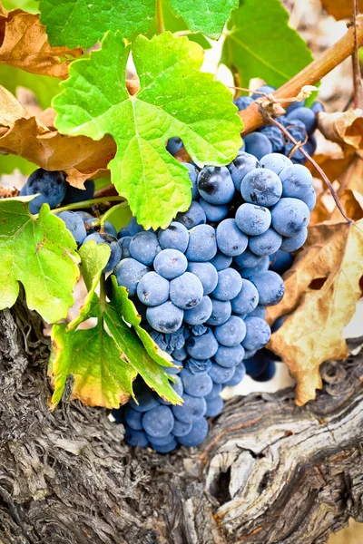 Port wine grapes