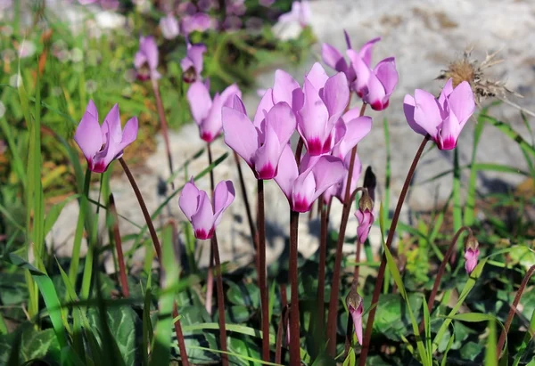 Cyclamens, gentle purple flowers