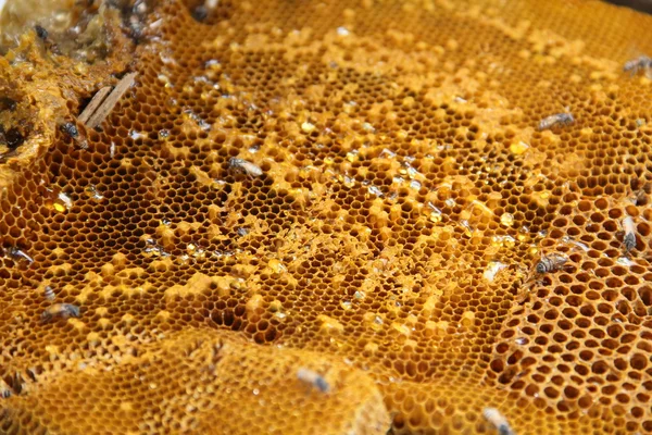 Honey from the hive making in honeycombs closeup.