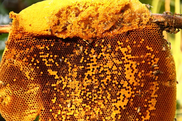 Honey from the hive making in honeycombs closeup.