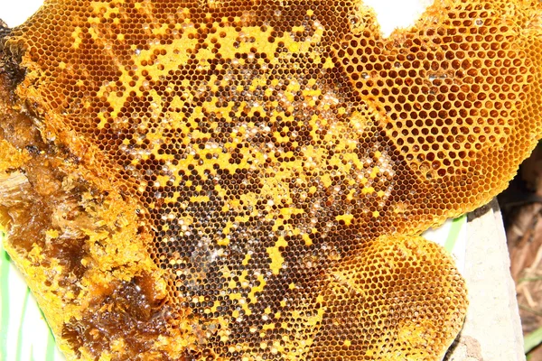 Honey from the hive making in honeycombs closeup.