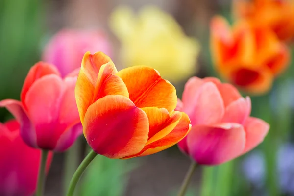 Colorful Spring Tulips