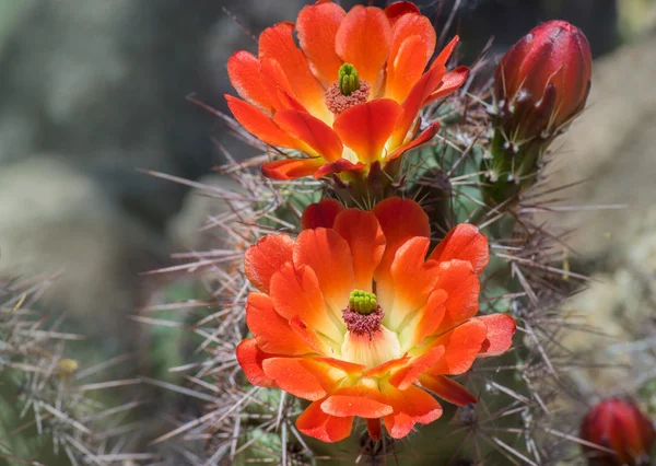 Wild desert spring cactus flower blossoming