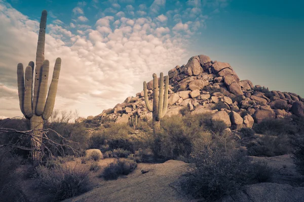 Desert sunset cactus landscape, Arizona,USA