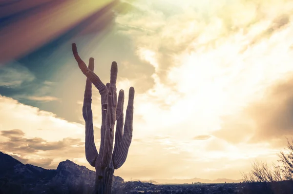 Desert scene in Arizona at sunset