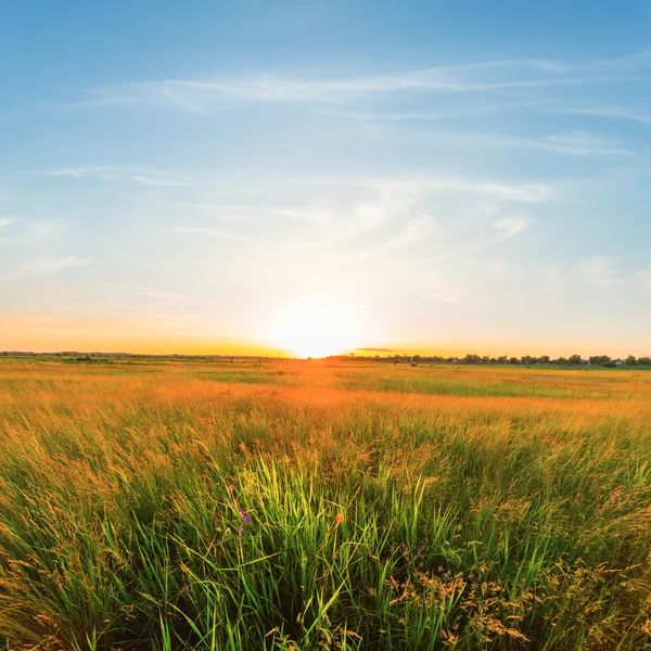 Summer field scene at the sunset