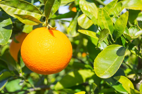 Cloeup ripe orange fruit on a tree branch