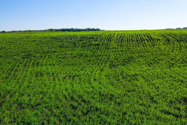 Green rural scene