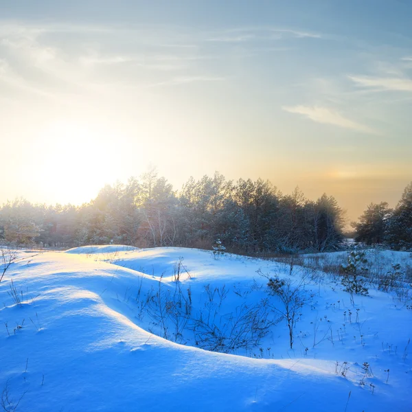 Winter snowbound plain at the sunset