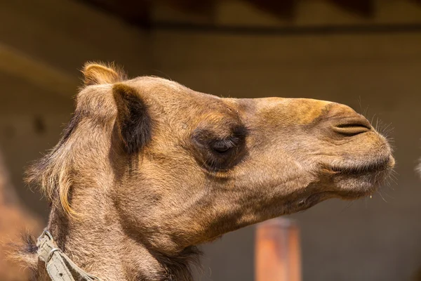Closeup brown camel head