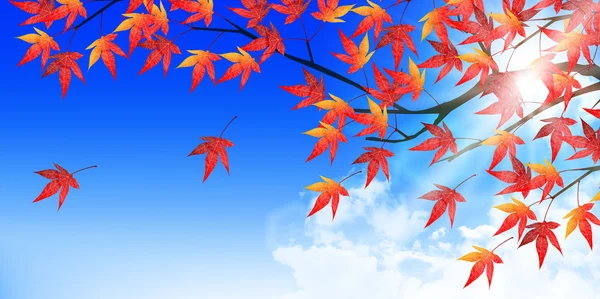 Autumn leaves autumn landscape background