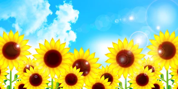 Sunflower flower background