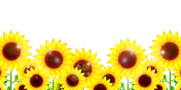 Sunflower flower background