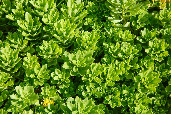 Green leaves of decorative plant