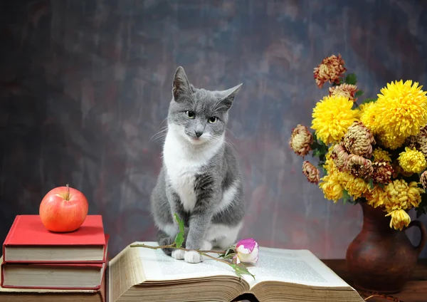 Cat posing for on books and flowers