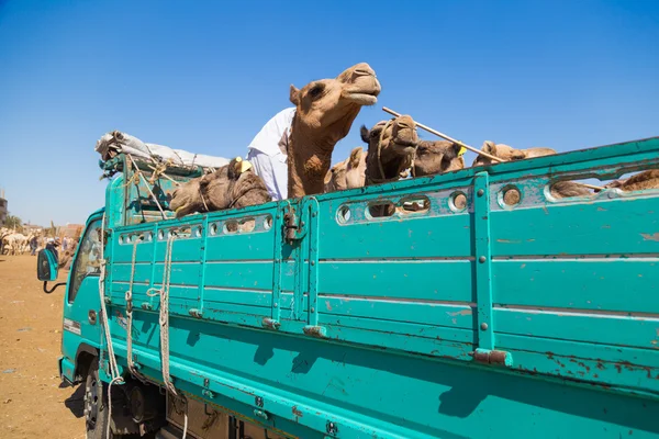 Camels loaded on the back of the truck
