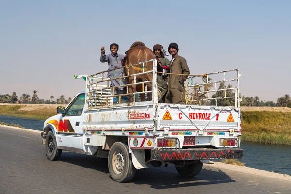Horse transport on the back of a truck