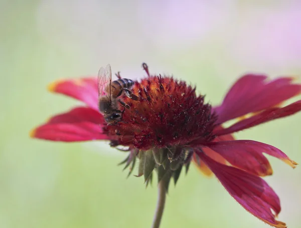 A Honey Bee on a Blanket Flower
