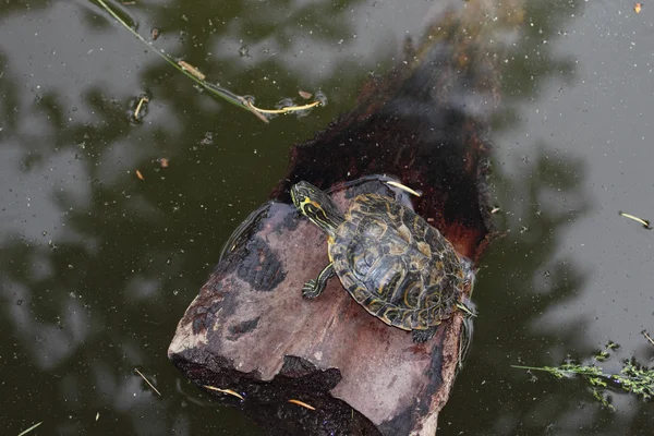 Little Turtle on a pond