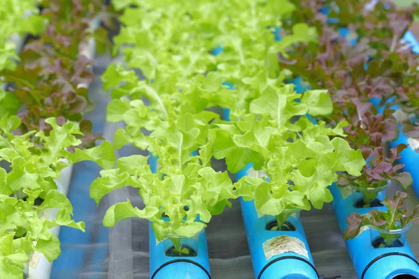 Young of green lettuce hydroponics vegetable