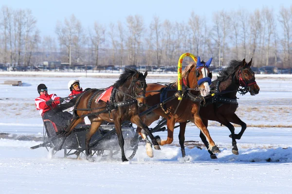 Bay horses rush on snow