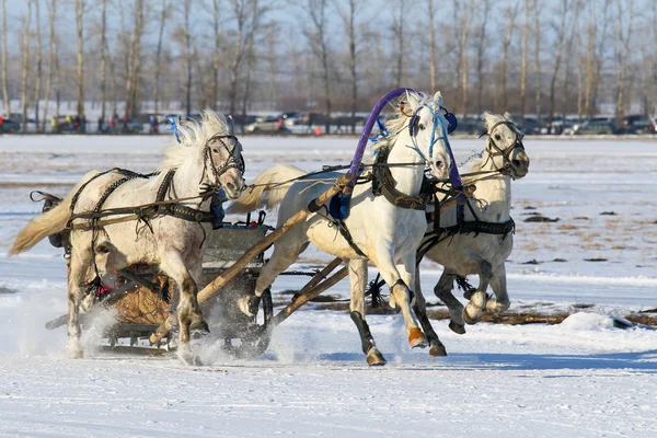 The Russian three of horses rushes on snow