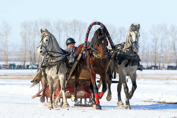 Russian three of the Oryol trotters